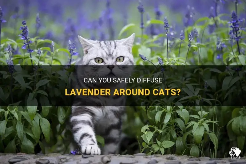 Can You Safely Diffuse Lavender Around Cats? PetShun