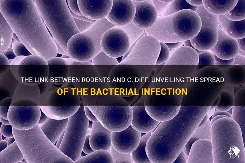 The Link Between Rodents And C. Diff Unveiling The Spread Of The
