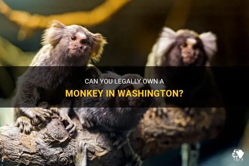 Can You Legally Own A Monkey In Washington? PetShun