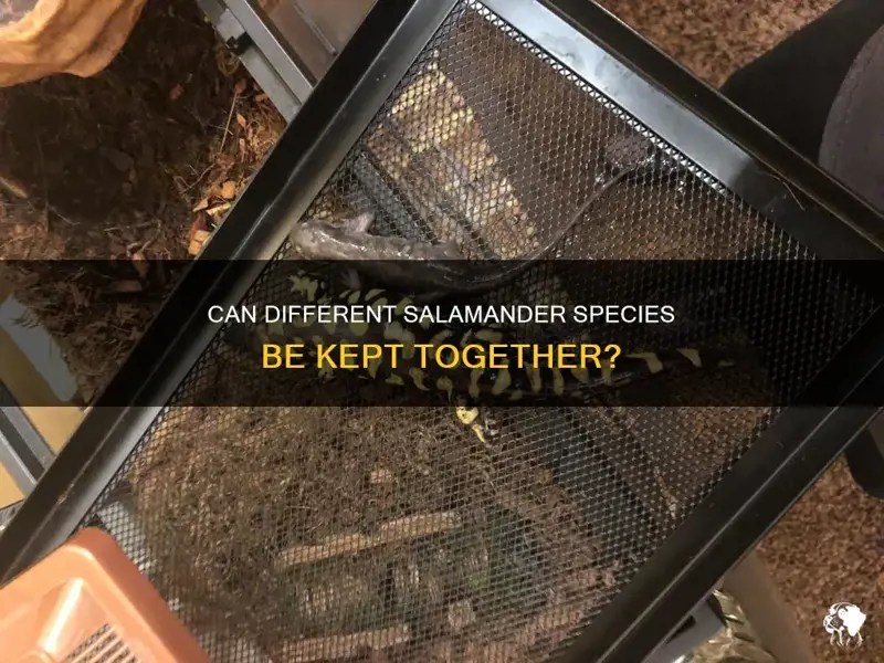 Can Different Salamander Species Be Kept Together? PetShun