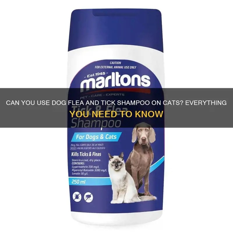 Can You Use Dog Flea And Tick Shampoo On Cats? Everything You Need To