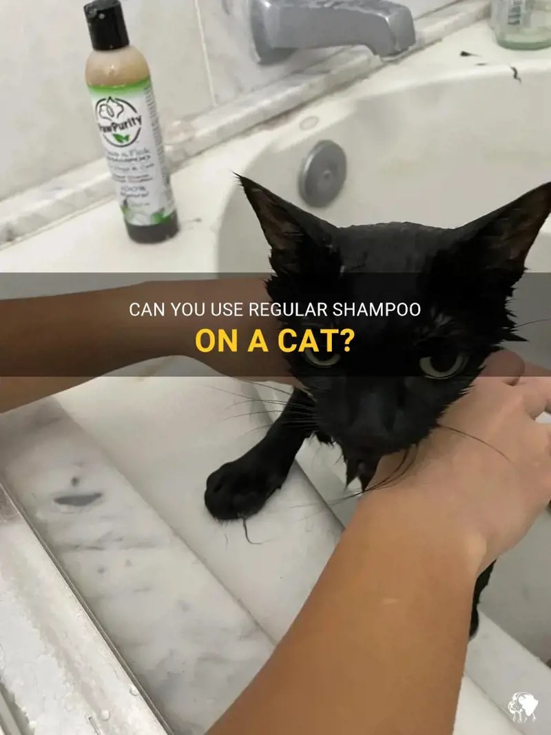 Can You Use Regular Shampoo On A Cat? PetShun