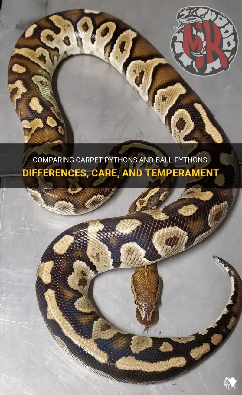 Comparing Carpet Pythons And Ball Pythons Differences, Care, And Temperament PetShun