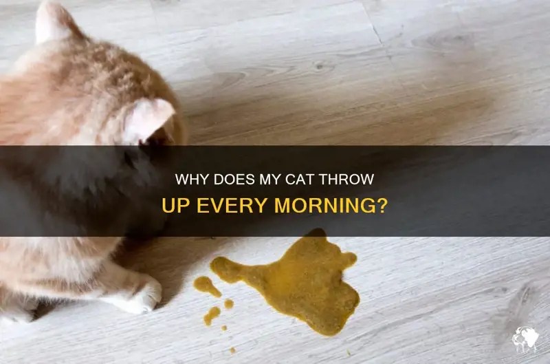 Why Does My Cat Throw Up Every Morning? PetShun