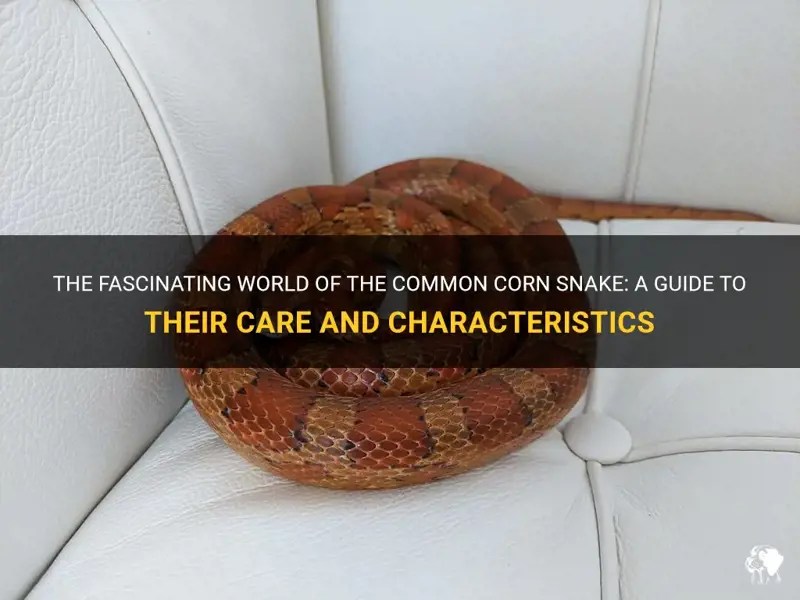 The Fascinating World Of The Common Corn Snake A Guide To Their Care