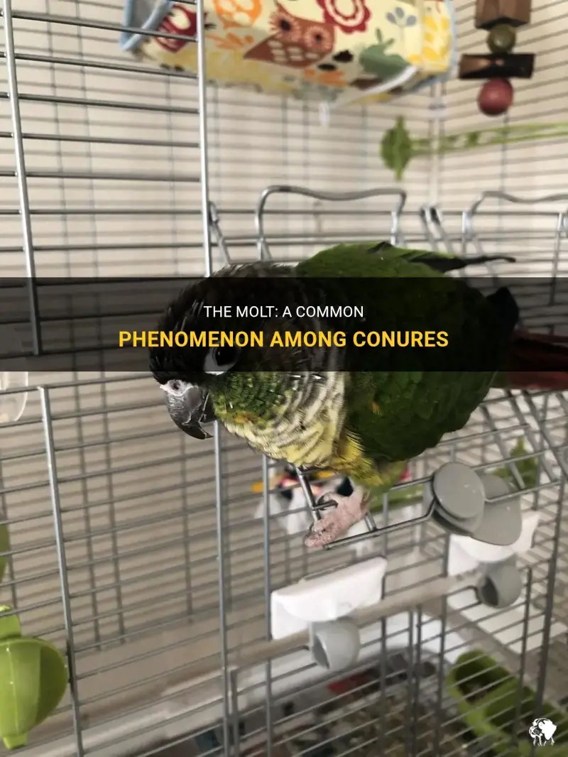 The Molt A Common Phenomenon Among Conures PetShun