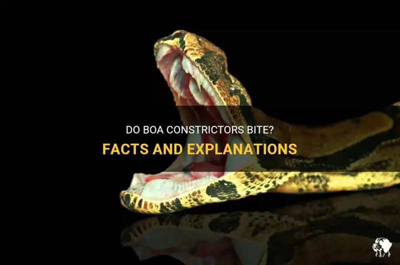 Do Boa Constrictors Bite? Facts And Explanations PetShun
