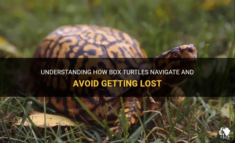 Understanding How Box Turtles Navigate And Avoid Getting Lost PetShun