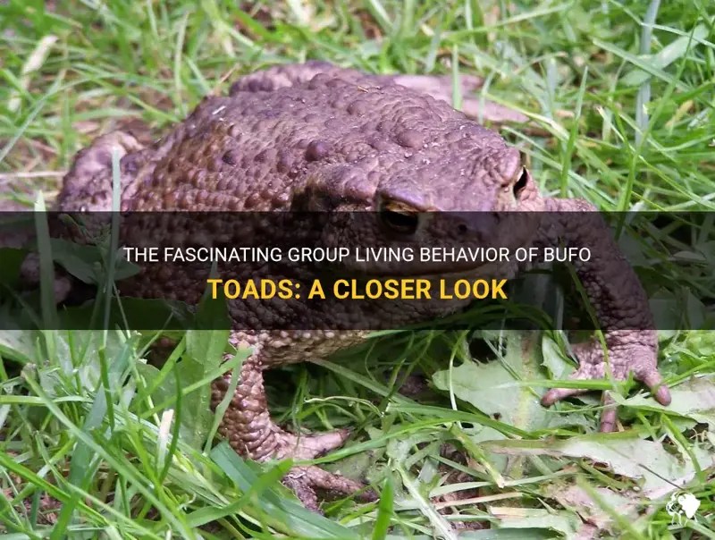 The Fascinating Group Living Behavior Of Bufo Toads A Closer Look