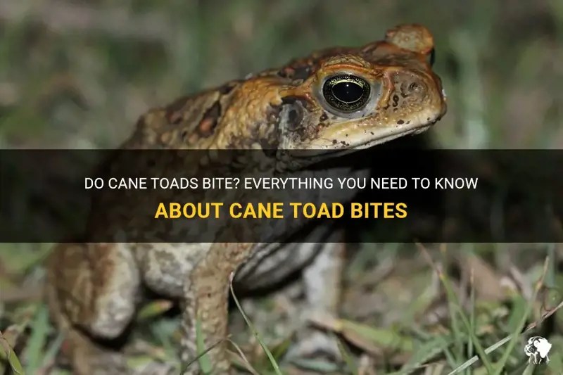 Do Cane Toads Bite? Everything You Need To Know About Cane Toad Bites