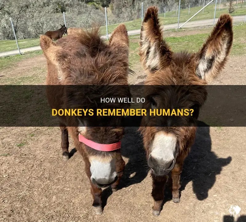How Well Do Donkeys Remember Humans? PetShun