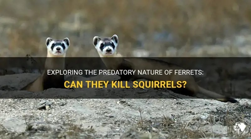 Exploring The Predatory Nature Of Ferrets Can They Kill Squirrels