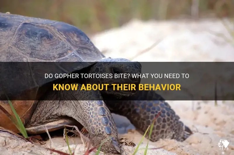 Do Gopher Tortoises Bite? What You Need To Know About Their Behavior