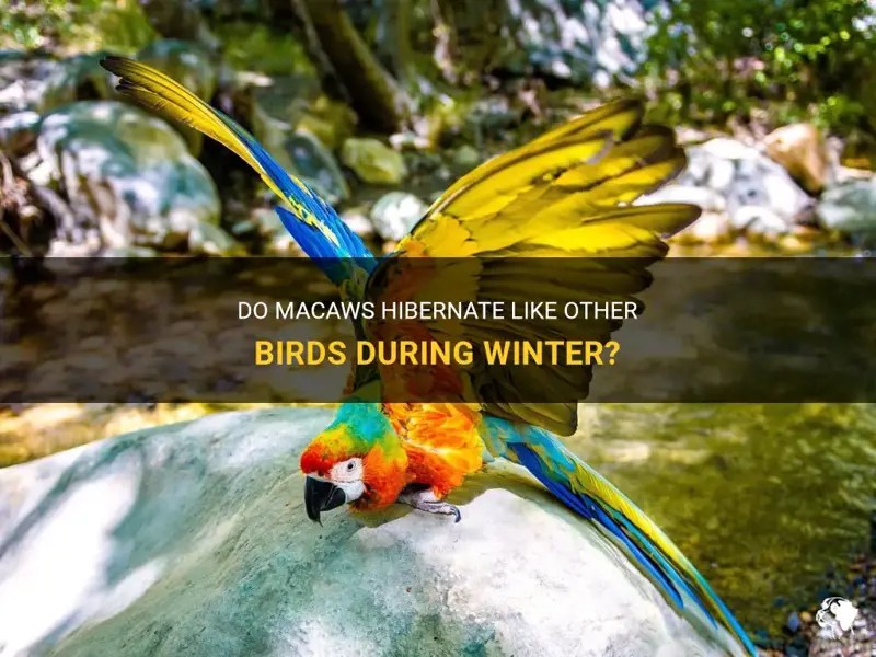 Do Macaws Hibernate Like Other Birds During Winter? PetShun