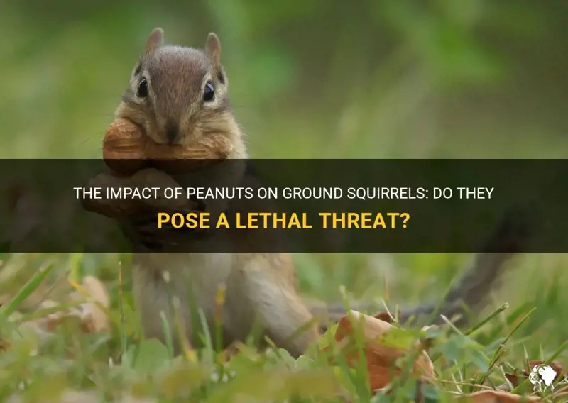 The Impact Of Peanuts On Ground Squirrels Do They Pose A Lethal Threat