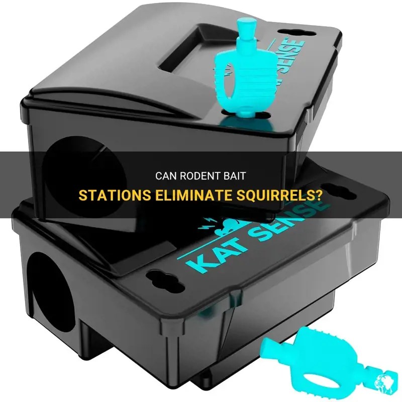 Can Rodent Bait Stations Eliminate Squirrels? PetShun