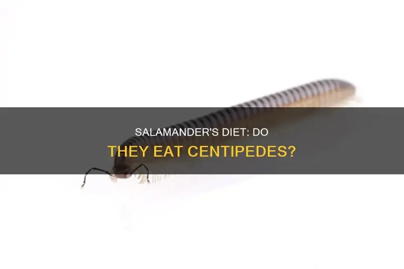 Salamander's Diet Do They Eat Centipedes? PetShun