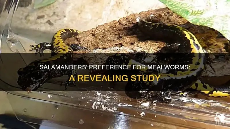 Salamanders' Preference For Mealworms A Revealing Study PetShun
