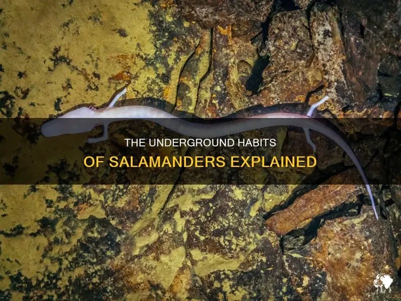The Underground Habits Of Salamanders Explained PetShun