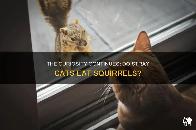 The Curiosity Continues Do Stray Cats Eat Squirrels PetShun