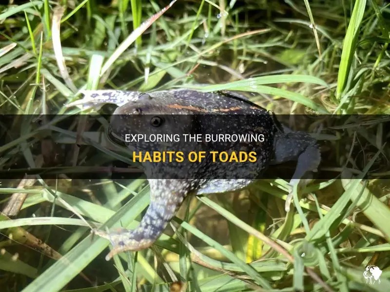 Exploring The Burrowing Habits Of Toads PetShun