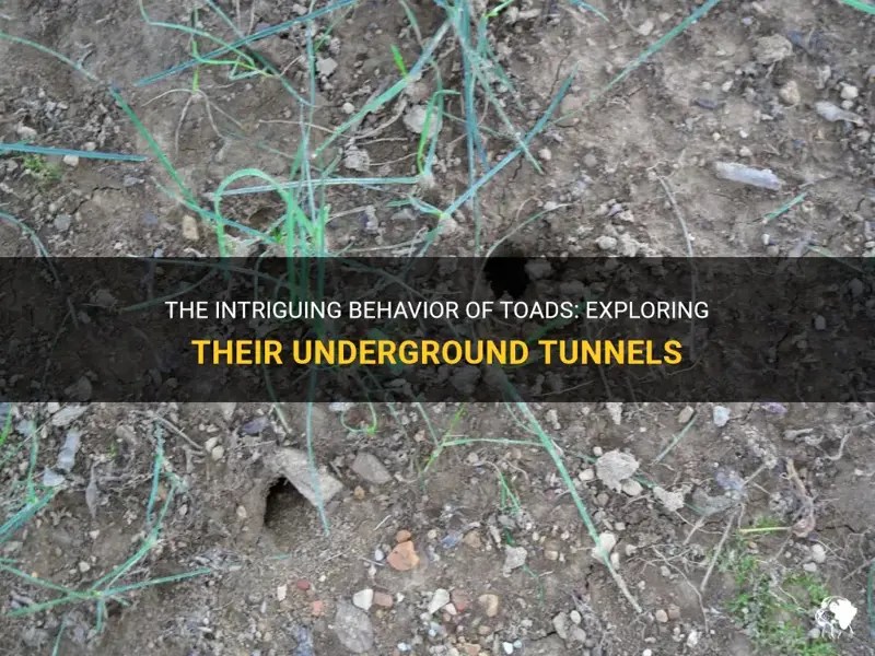 The Intriguing Behavior Of Toads Exploring Their Underground Tunnels