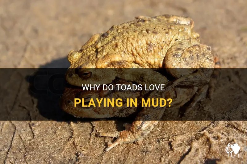 Why Do Toads Love Playing In Mud? PetShun