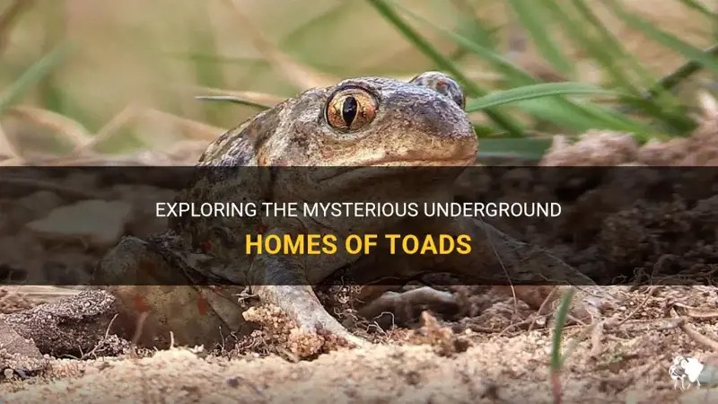 Exploring The Mysterious Underground Homes Of Toads PetShun