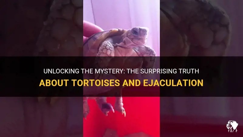 Unlocking The Mystery The Surprising Truth About Tortoises And