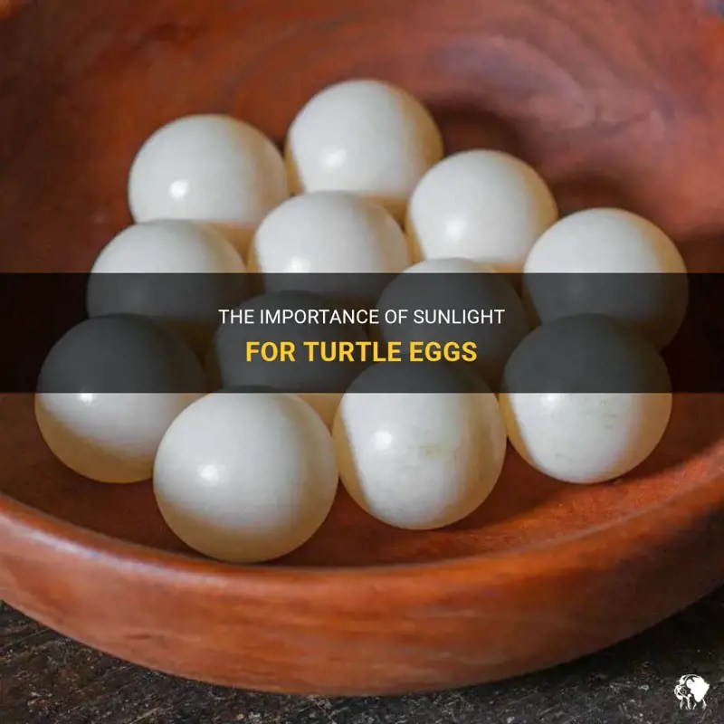 The Importance Of Sunlight For Turtle Eggs PetShun