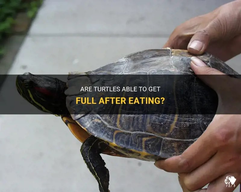 Are Turtles Able To Get Full After Eating? PetShun