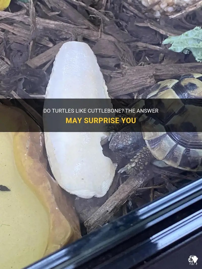 Do Turtles Like Cuttlebone? The Answer May Surprise You PetShun