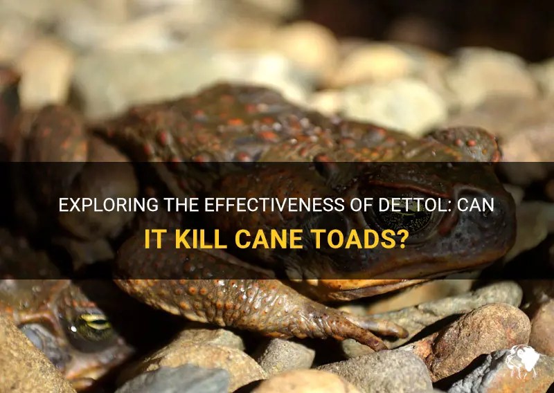 Exploring The Effectiveness Of Dettol Can It Kill Cane Toads? PetShun
