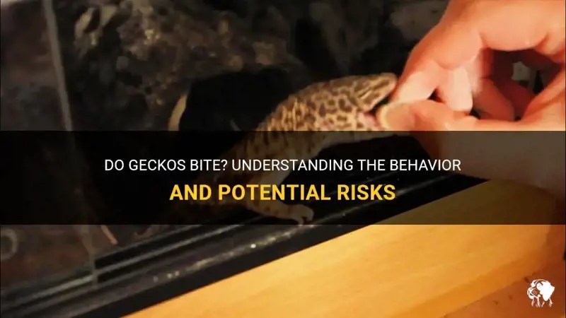 Do Geckos Bite? Understanding The Behavior And Potential Risks PetShun