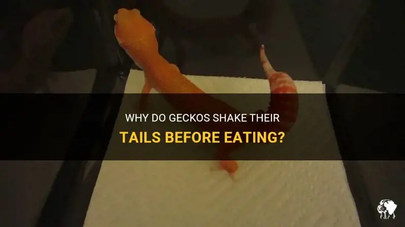 Why Do Geckos Shake Their Tails Before Eating? PetShun