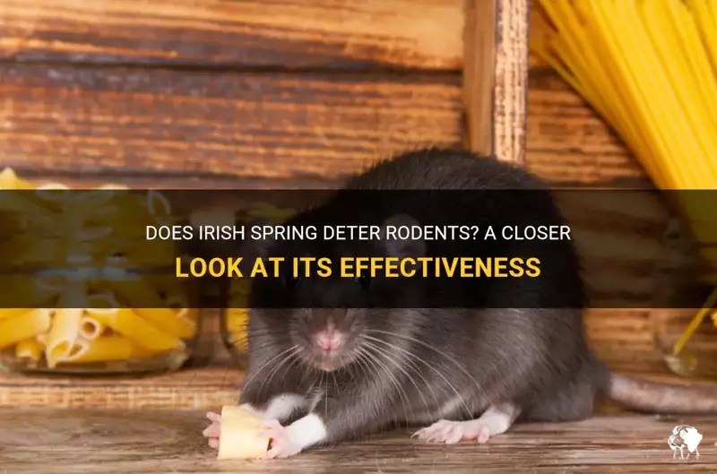 Does Irish Spring Deter Rodents? A Closer Look At Its Effectiveness