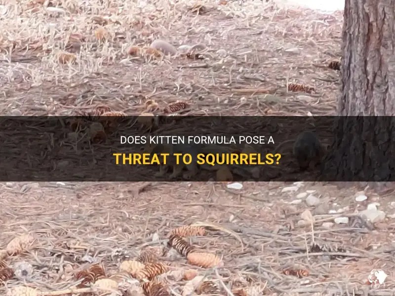 Does Kitten Formula Pose A Threat To Squirrels? PetShun