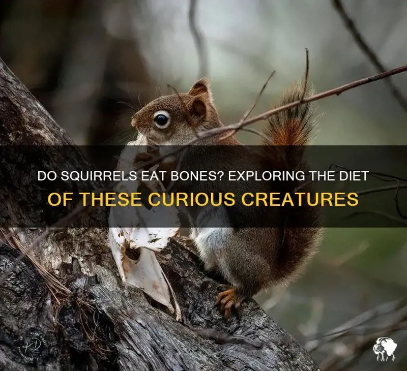 Do Squirrels Eat Bones? Exploring The Diet Of These Curious Creatures