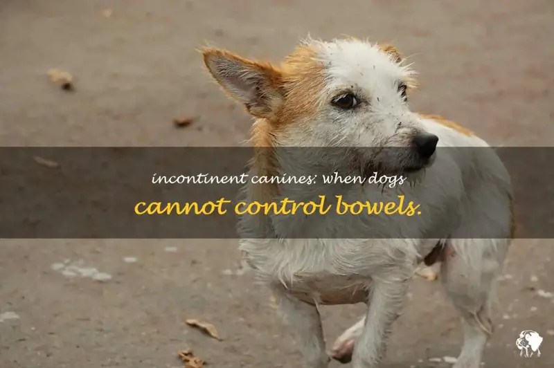 Incontinent Canines When Dogs Cannot Control Bowels. PetShun