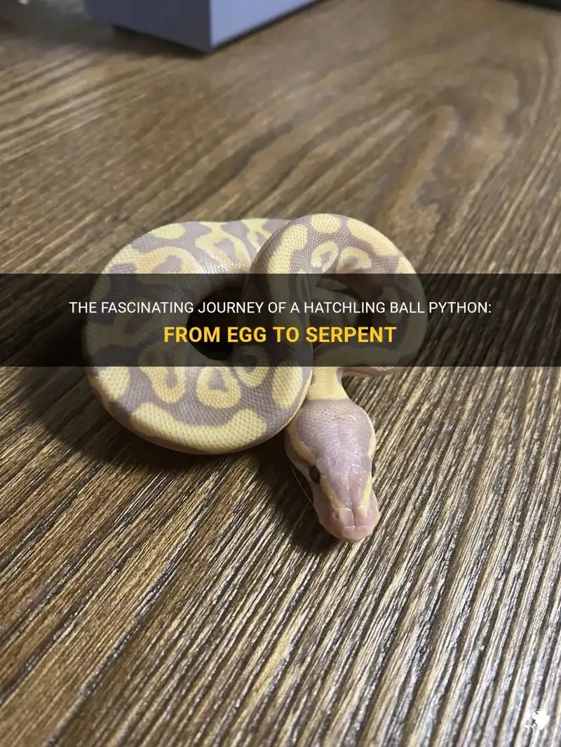 The Fascinating Journey Of A Hatchling Ball Python From Egg To Serpent