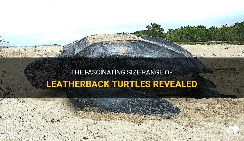 The Fascinating Size Range Of Leatherback Turtles Revealed PetShun