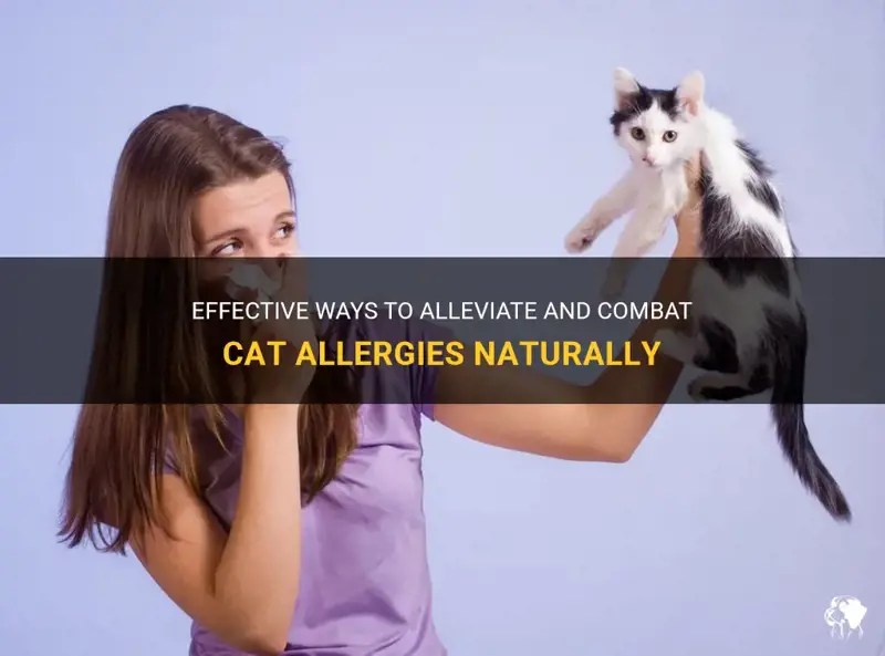 Effective Ways To Alleviate And Combat Cat Allergies Naturally PetShun