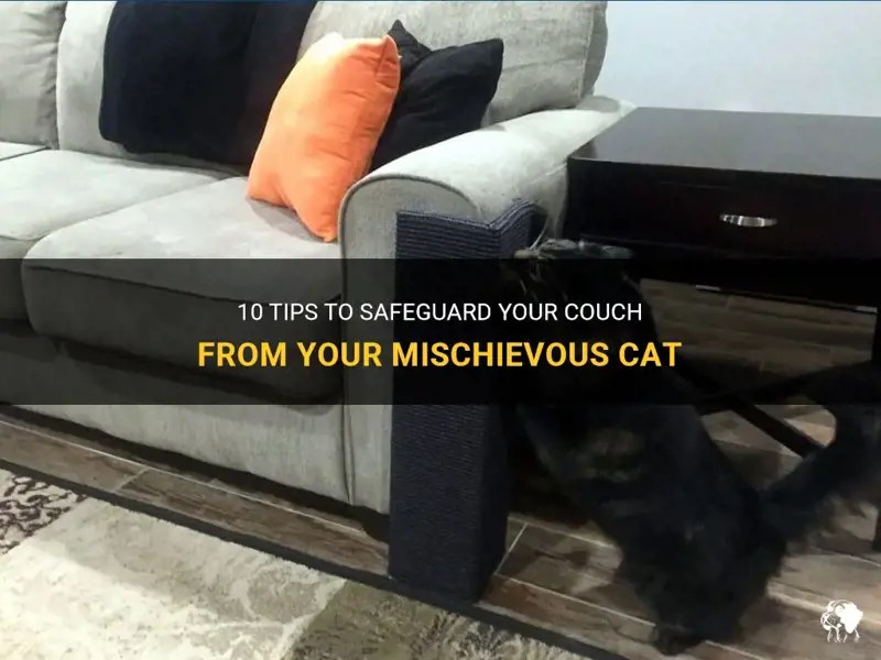 10 Tips To Safeguard Your Couch From Your Mischievous Cat PetShun
