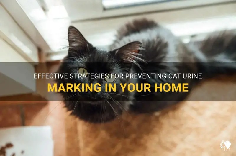 Effective Strategies For Preventing Cat Urine Marking In Your Home