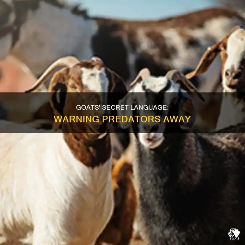 Goats' Secret Language Warning Predators Away PetShun