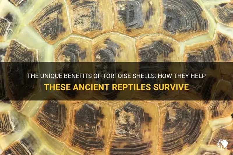 The Unique Benefits Of Tortoise Shells How They Help These Ancient