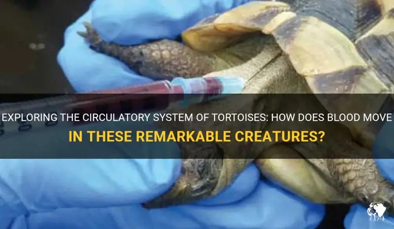 Exploring The Circulatory System Of Tortoises How Does Blood Move In