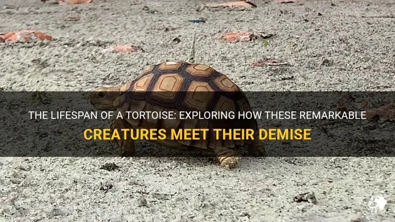 The Lifespan Of A Tortoise Exploring How These Remarkable Creatures Meet Their Demise PetShun