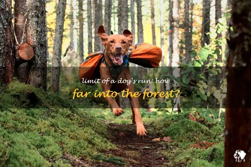Limit Of A Dog's Run How Far Into The Forest? PetShun
