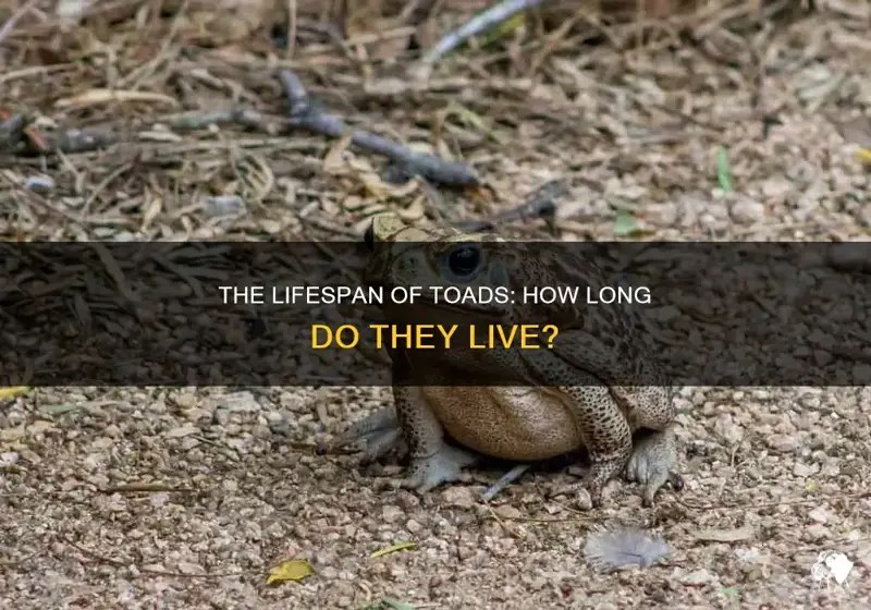 The Lifespan Of Toads How Long Do They Live? PetShun